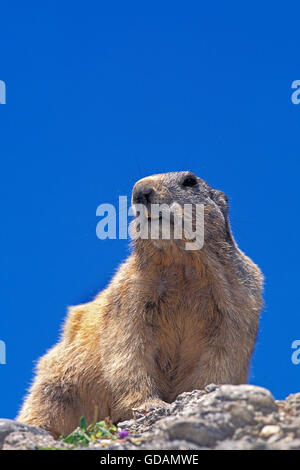 Alpine Murmeltier, Marmota Marmota, Erwachsene auf Felsen, Französische Alpen Stockfoto