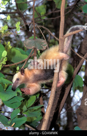 Südlichen Ameisenbär, Tamandua Tetradactyla, Erwachsenen Klettern Baum Stamm Stockfoto