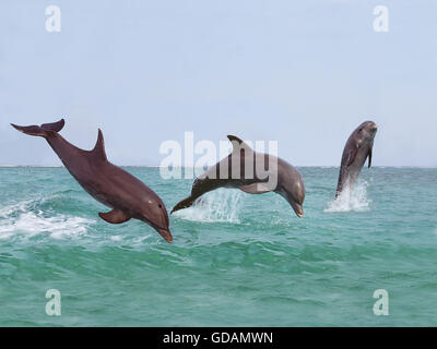 Großer Tümmler Tursiops Truncatus, Gruppe springen OUT OF THE WATER, HONDURAS Stockfoto