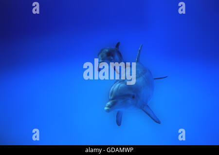 Tümmler, Tursiops Truncatus, Mutter und Kalb Stockfoto