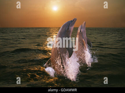 Tümmler, Tursiops Truncatus, paar springen bei Sonnenuntergang, Honduras Stockfoto