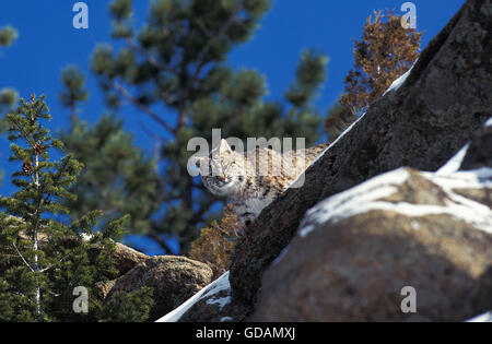 Bobcat, Lynx Rufus, Erwachsene auf Felsen, Kanada Stockfoto