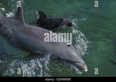 Tümmler, Tursiops Truncatus, Mutter und Kalb an Oberfläche Stockfoto