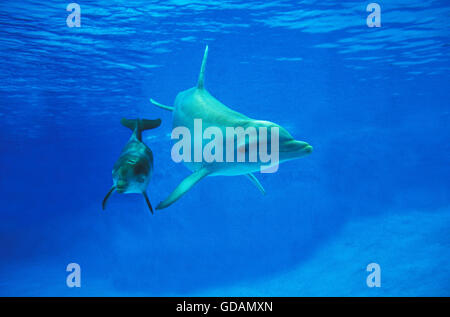 Tümmler, Tursiops Truncatus, weiblich mit Kalb Stockfoto