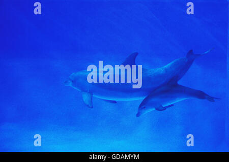 Tümmler, Tursiops Truncatus, Mutter und Kalb Stockfoto