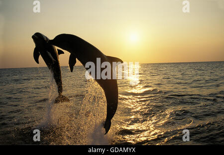 Tümmler, Tursiops Truncatus, Sprung bei Sonnenuntergang, Honduras Stockfoto