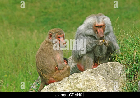 Hamadryas Pavian, Papio Hamadryas, Männchen und Weibchen mit jungen Stockfoto