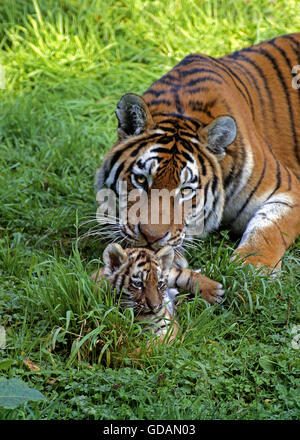 Sibirischer TIGER Panthera Tigris Altaica, Mutter und Jungtier Stockfoto