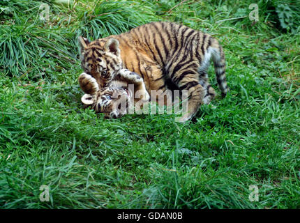 Sibirischer Tiger, Panthera Tigris Altaica, Cub, spielen auf dem Rasen Stockfoto