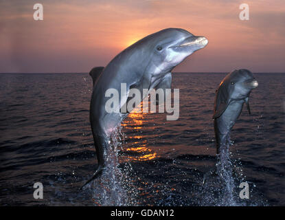Tümmler, Tursiops Truncatus, Erwachsene springen bei Sonnenuntergang, Honduras Stockfoto