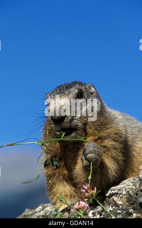 Alpine Murmeltier, Marmota Marmota, Erwachsenen Essen, Französische Alpen Stockfoto