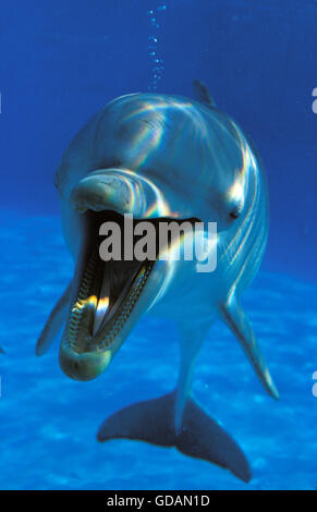 Großer Tümmler Tursiops Truncatus, Erwachsene mit offenem Mund, Unterwasser-Blick Stockfoto