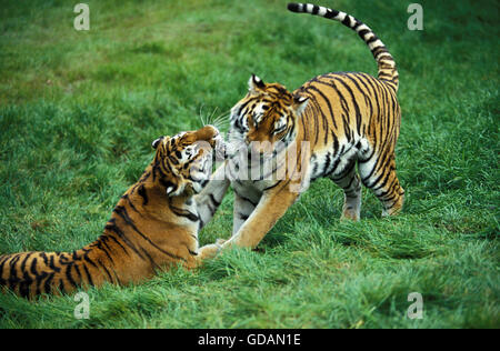 Sibirische Tiger, Panthera Tigris Altaica, männlich und weiblich Stockfoto