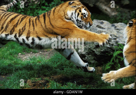 Sibirische Tiger, Panthera Tigris Altaica, männlich und weiblich Stockfoto