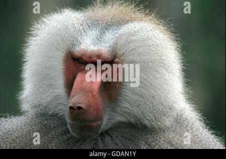 HAMADRYAS Pavian Papio Hamadryas, Porträt von männlichen Stockfoto