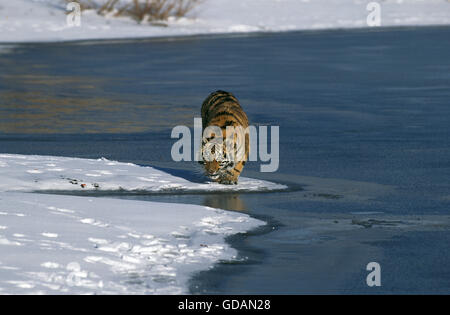 Sibirischer Tiger, Panthera Tigris Altaica, Erwachsene im Schnee Stockfoto