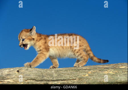 PUMA Puma Concolor, CUB WALKING ON BRANCH, MONTANA Stockfoto