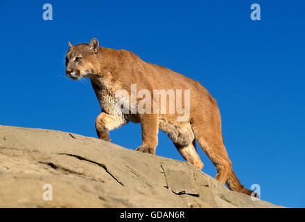 Puma, Puma Concolor, Erwachsene auf Felsen, Montana Stockfoto