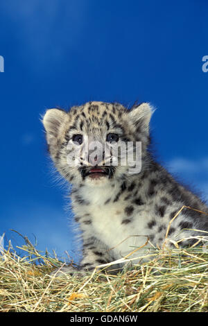 SNOW LEOPARD oder Unze Uncia Uncia, Porträt von CUB Stockfoto