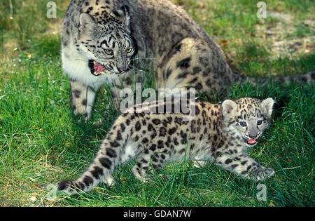 Schneeleopard oder Irbis, Uncia Uncia, Weibchen mit jungen Erwachsenen Knurren Stockfoto