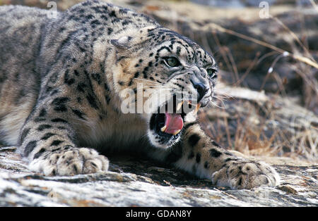 SNOW LEOPARD oder Unze Uncia Uncia, Erwachsene KNURREN, Bedrohung Haltung Stockfoto