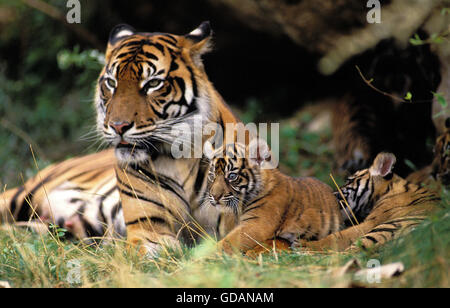 Sumatra-TIGER Panthera Tigris Sumatrae, weibliche mit CUB Stockfoto