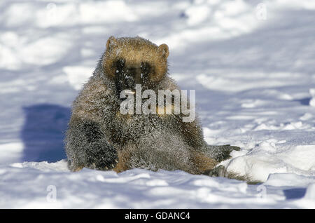 NORTH AMERICAN WOLVERINE Gulo Gulo Luscus, Erwachsenen SEATTING IN Schnee, Kanada Stockfoto