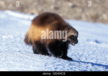 North American Wolverine, Gulo Gulo Luscus, Erwachsene auf Schnee, Kanada Stockfoto