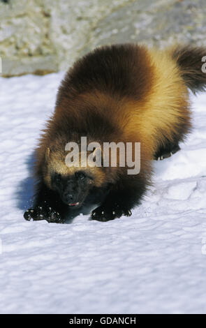 North American Wolverine, Gulo Gulo Luscus, Erwachsene auf Schnee, Kanada Stockfoto