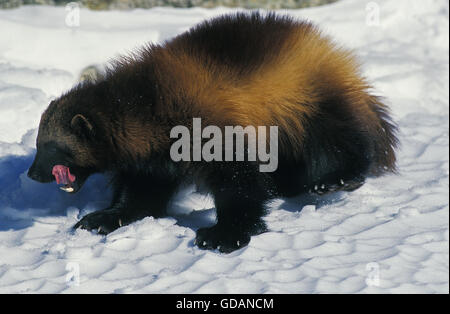 North American Wolverine, Gulo Gulo Luscus, Erwachsene auf Schnee, Kanada Stockfoto