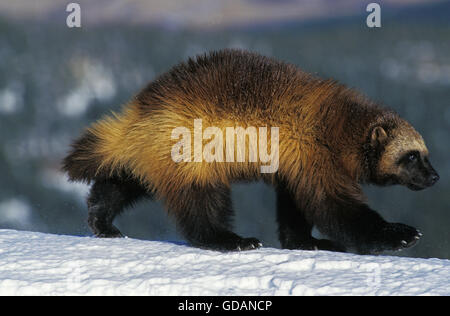 North American Wolverine, Gulo Gulo Luscus, Erwachsene auf Schnee, Kanada Stockfoto