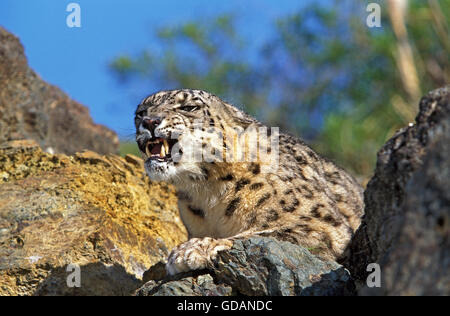 Schneeleopard oder Irbis, Uncia Uncia, Knurren Stockfoto