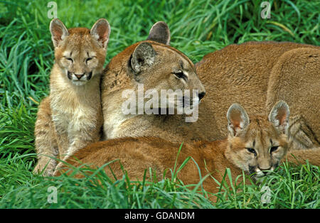 Puma, Puma Concolor, Weibchen mit Jungtier Verlegung auf Rasen Stockfoto