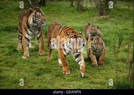 Sumatra-Tiger, Panthera Tigris Sumatrae, Mutter mit Jungtier Stockfoto