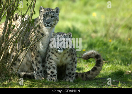 SNOW LEOPARD oder Unze Uncia Uncia, Mutter mit Jungtier Stockfoto