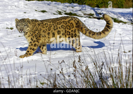 Schneeleopard oder Irbis, Uncia Uncia, im Schnee Stockfoto