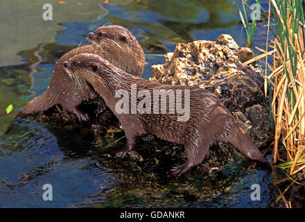 Kurze Krallen OTTER Aonyx Cinerea, Erwachsene ON ROCK, in der Nähe von Wasser Stockfoto