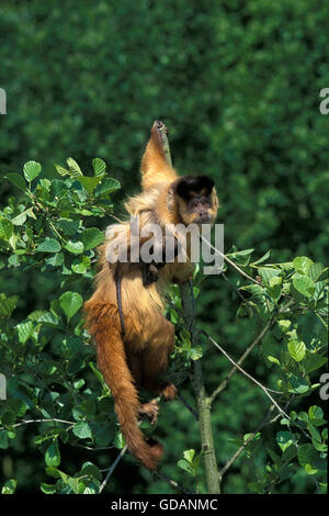 Schwarz-Capped Capuchin, Cebus Apella, Weiblich, jung auf seinen Rücken zu tragen Stockfoto