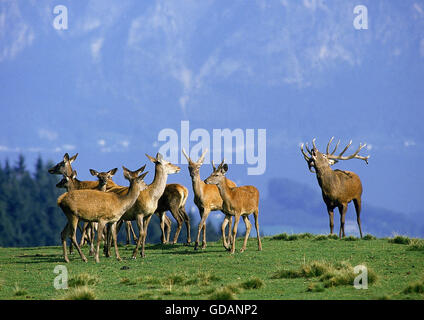 Rothirsch Cervus Elaphus, ADULTE Männchen mit Weibchen Stockfoto