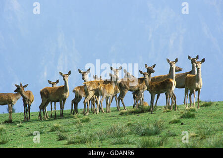 Rothirsch, Cervus Elaphus, Herde von Frauen Stockfoto