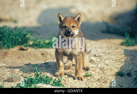 Europäischer Wolf, Canis Lupus, Cub Stockfoto