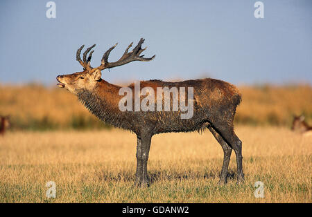 Rothirsch Cervus Elaphus, Hirsch BELLING während der BRUNFT, Frankreich Stockfoto