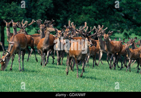 Rothirsch Cervus Elaphus, Gruppe von Männchen und Weibchen, Frankreich Stockfoto
