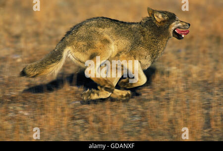 NORTH AMERICAN GREY WOLF Canis Lupus Occidentalis, Erwachsenen ausgeführt, Kanada Stockfoto