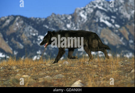 Mackenzie Tal Wolf, Canis Lupus Mackenzii, Erwachsene, Kanada Stockfoto