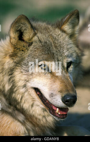 Europäischer Wolf, Canis Lupus, Porträt von Erwachsenen Stockfoto