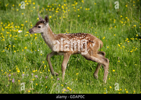Rothirsch, Cervus Elaphus, Fawn mit Blumen Stockfoto