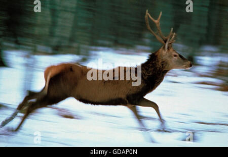 Rothirsch, Cervus Elaphus, Männlich, die auf Schnee Stockfoto