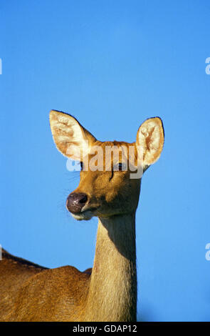 Rothirsch, Cervus Elaphus, Porträt von weiblichen Stockfoto