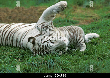Weiße Tiger, Panthera Tigris, Mutter mit Jungtier Stockfoto